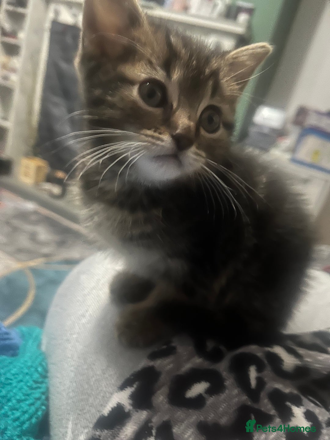 Domestic Shorthair cats for sale: Tabby kittens - Image 4