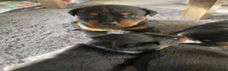Rottweiler dogs for sale: Rottweiler Puppies - Advert 39