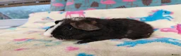 Guinea Pig rodents for sale: Baby Boars in longhaired breeds & teddies  - Advert 23