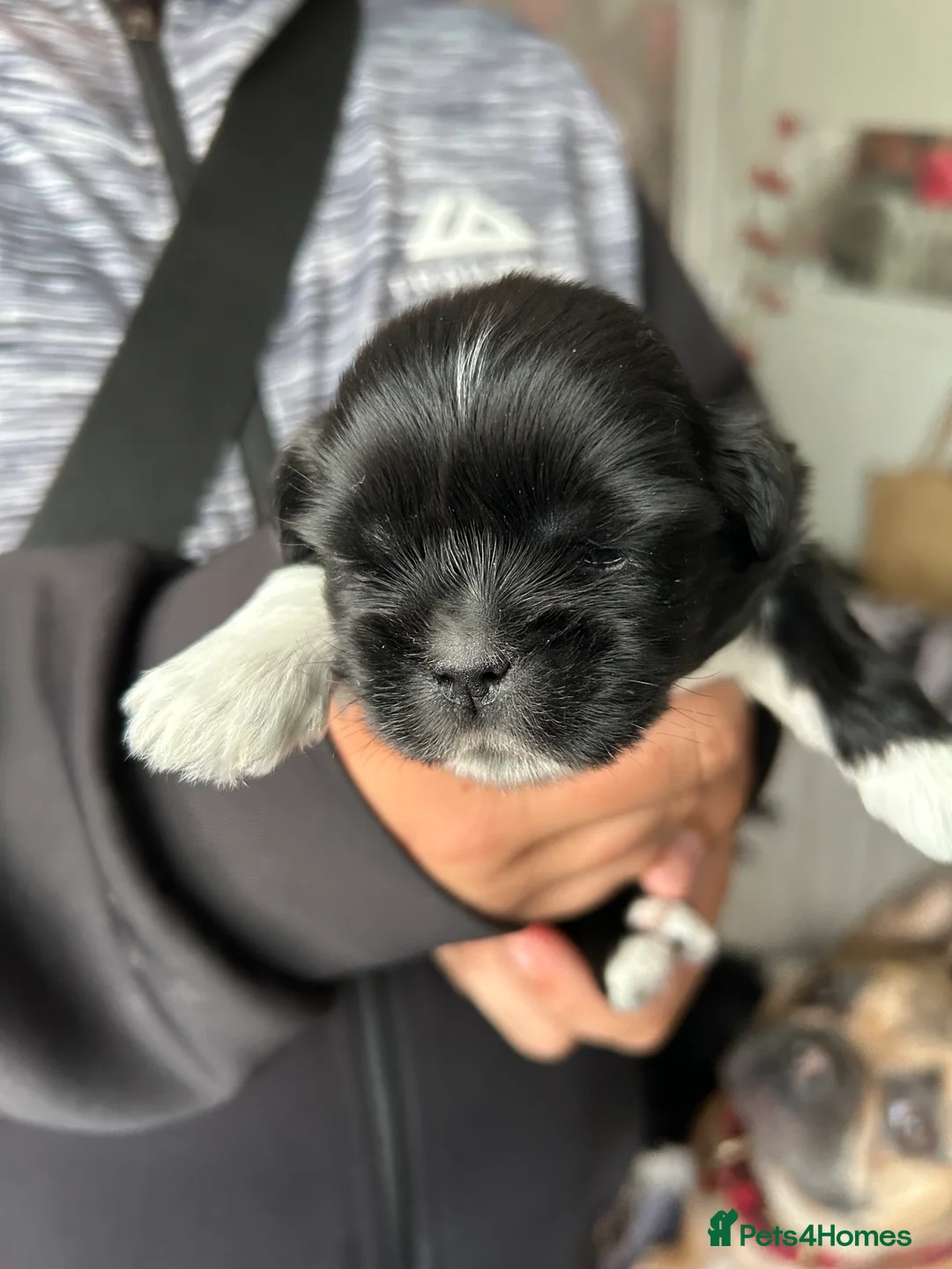 Shih Tzu dogs for sale: Shih tzu  - Advert 9