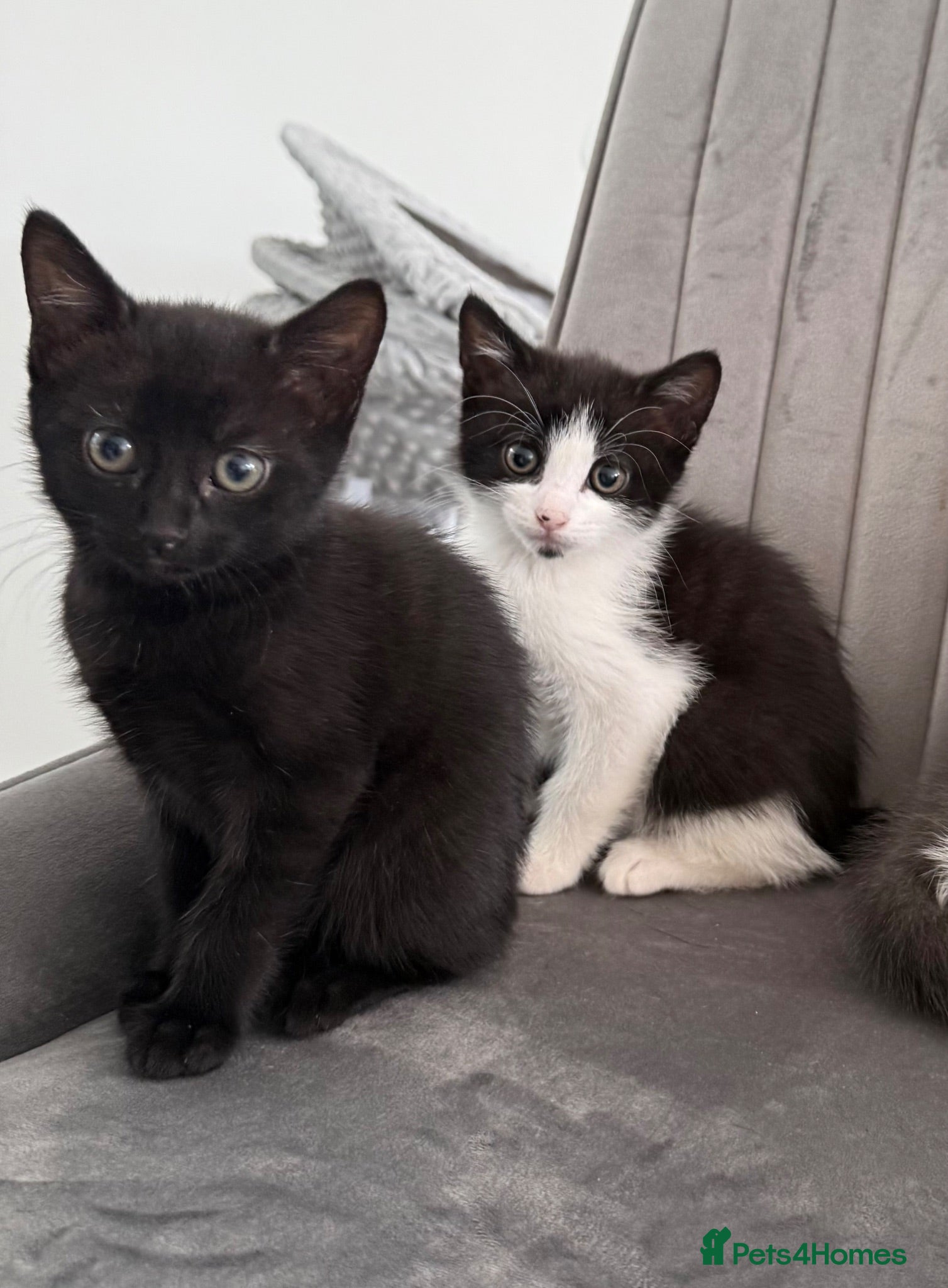 Mixed Breed cats Beautiful kittens ready for their forever homes✨ - Advert 8