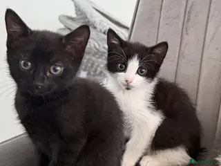 Mixed Breed cats Beautiful kittens ready for their forever homes✨ - Advert 8