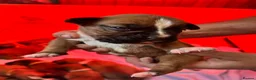 Boxer dogs for sale: Stunning boxer puppies available for forever homes - Advert 17