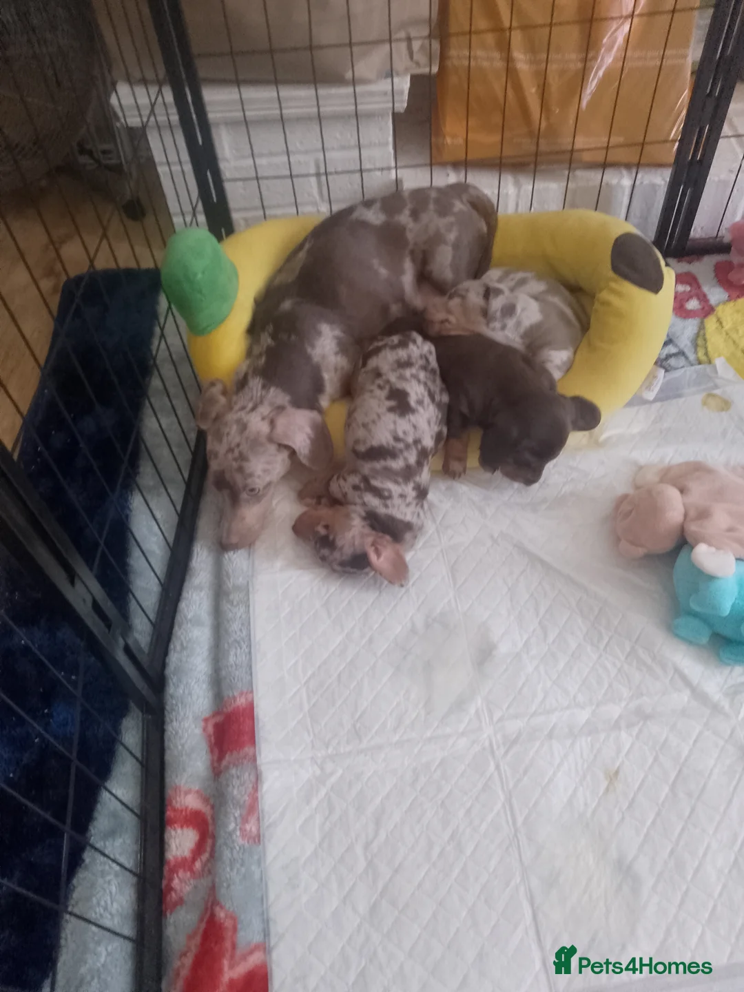 Miniature Dachshund dogs for sale: Miniature chocolate dachshund  in Blackpool - Advert 2