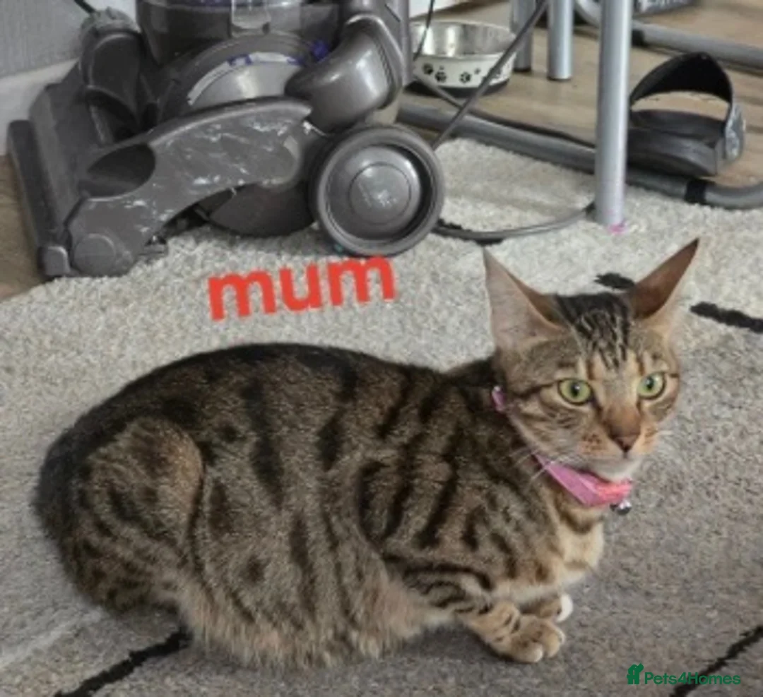 Bengal cats for sale: Gorgeous bengal kittens ready for new homes😍 🤎🐆 - Advert 7