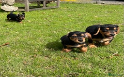Mixed Breed dogs for sale: Dachshund Crosses - Image 12