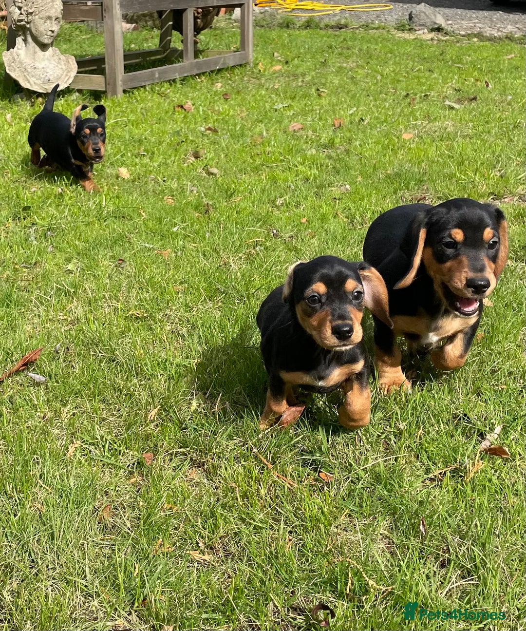 Mixed Breed dogs for sale: Dachshund Crosses - Image 12