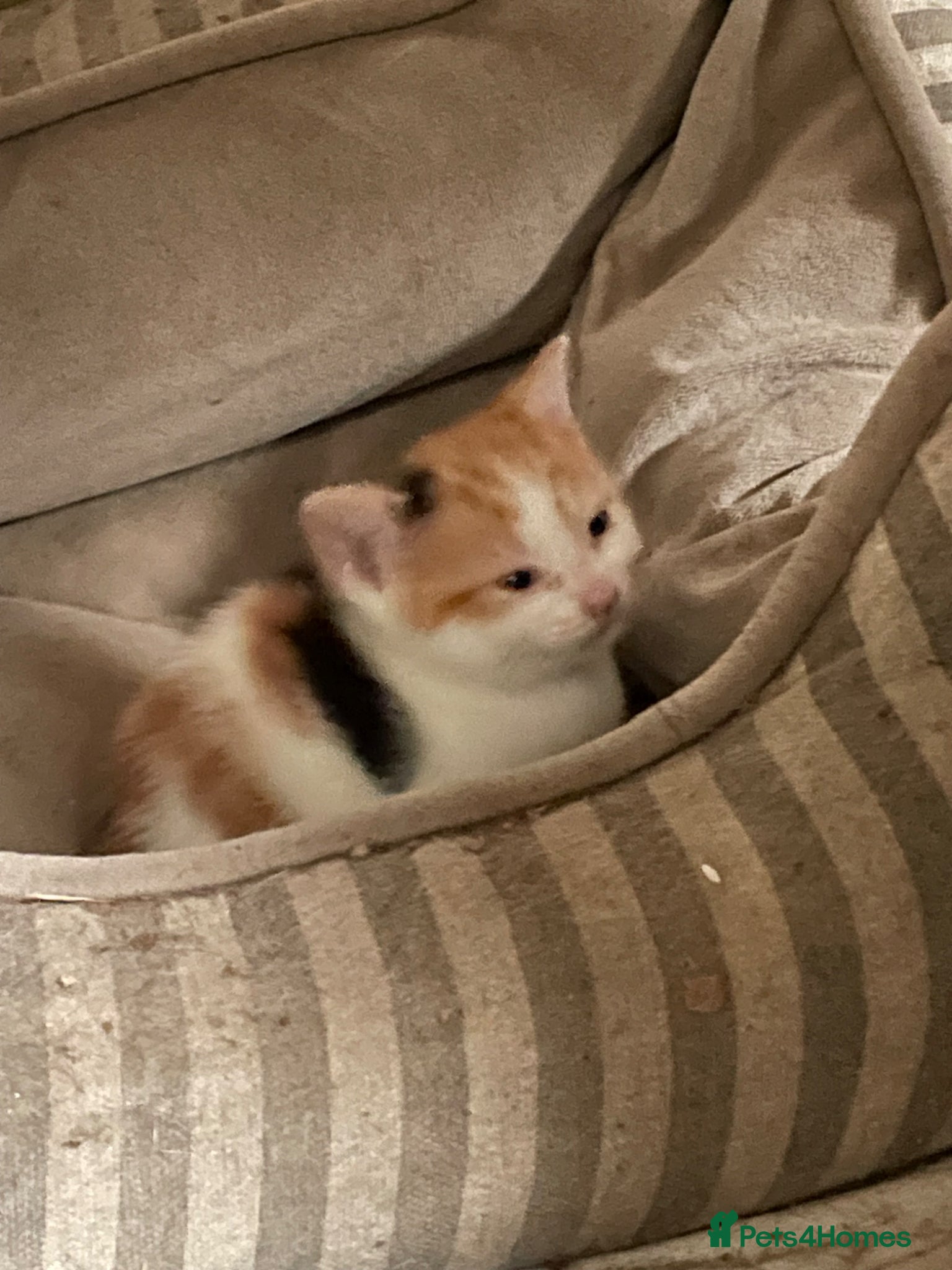 British Shorthair Kitten 4