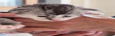 Maine Coon 5