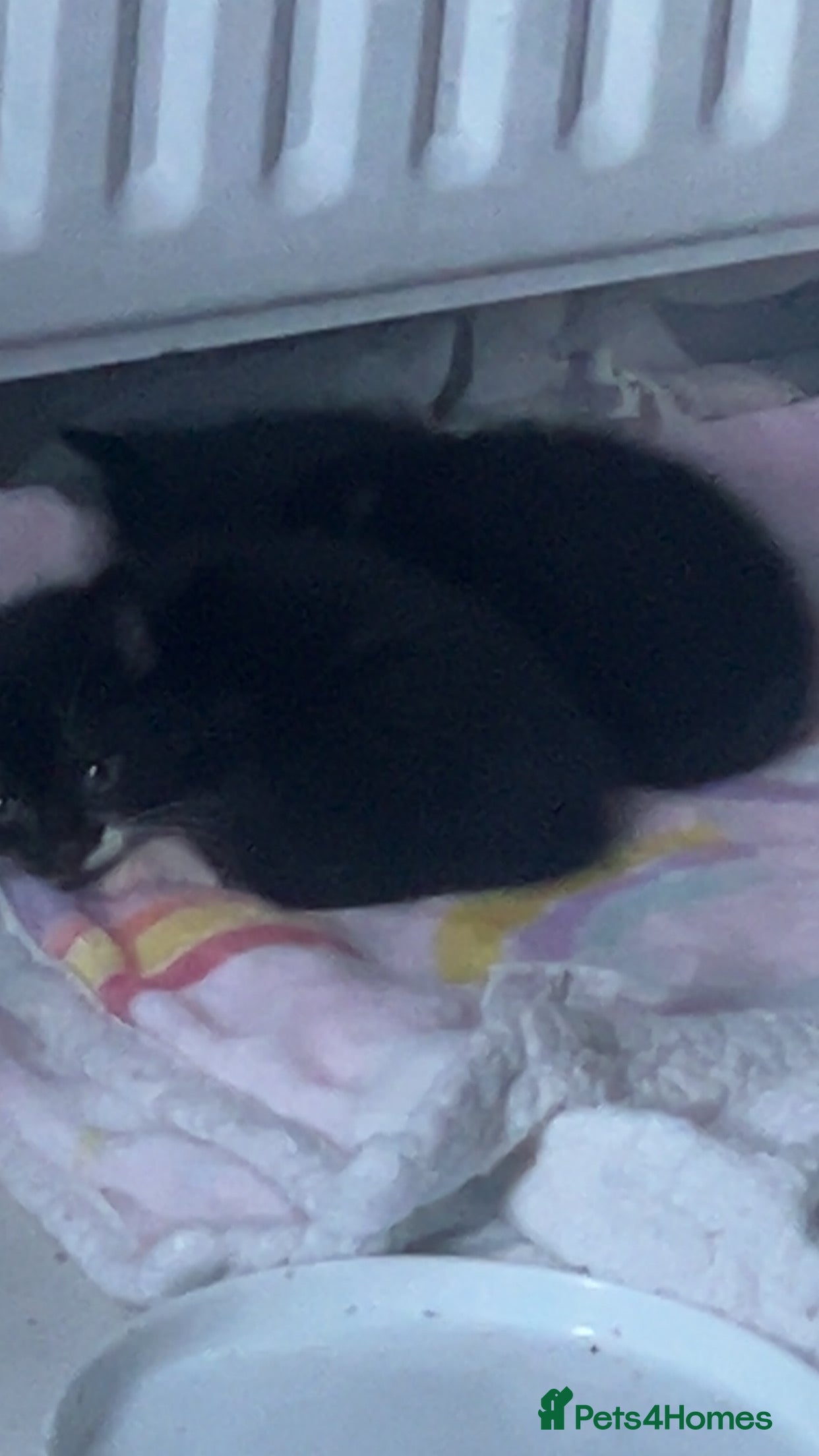 Mixed Breed cats Male Black & White Kitten - Advert 1