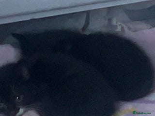 Mixed Breed cats Male Black & White Kitten - Advert 1