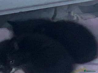 Mixed Breed cats Male Black & White Kitten - Advert 17