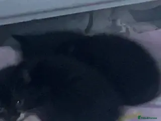 Mixed Breed cats Male Black & White Kitten - Advert 19