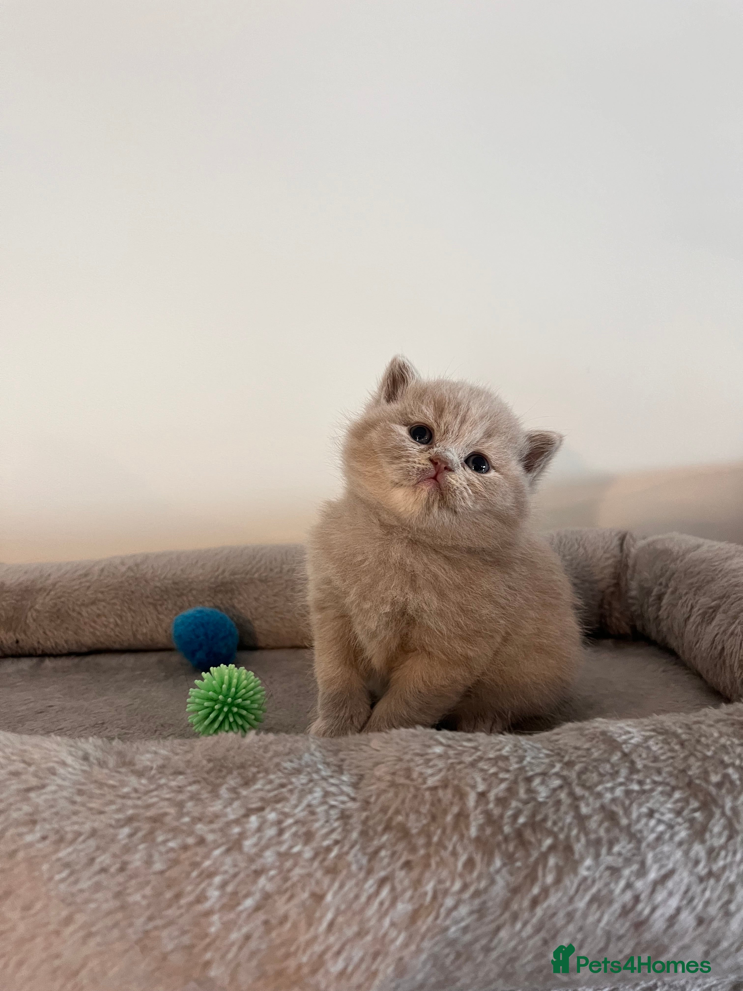 British Shorthair cats for sale: British Shorthair Kittens 😻✨ - Advert 1