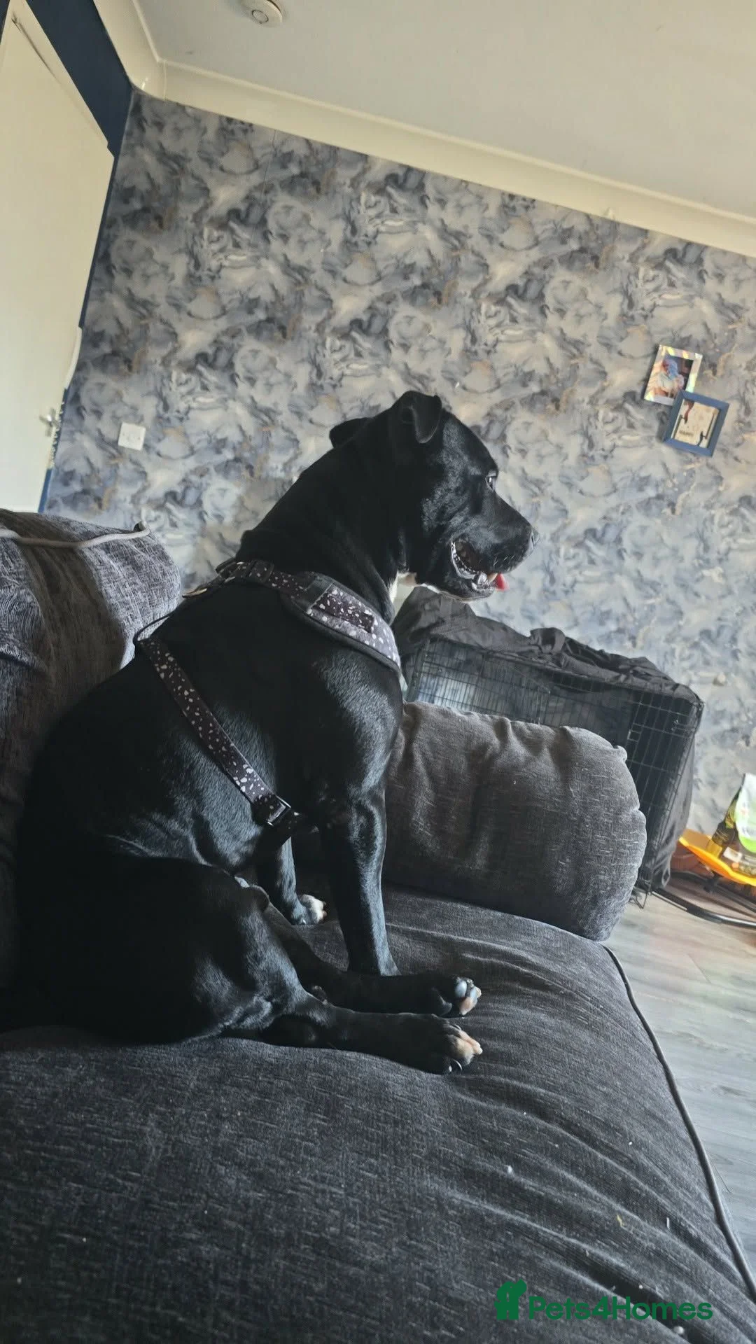 Staffordshire Bull Terrier dogs for sale: 2 Year old Bam  - Advert 7