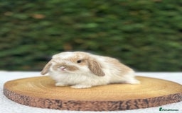 Mini Lop rabbits for sale: LAST 2 BUCKS AVAILABLE in Bury Saint Edmunds - Image 3