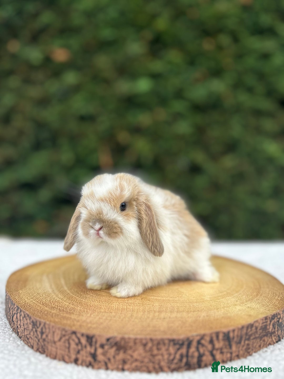 Mini Lop rabbits for sale: LAST 2 BUCKS AVAILABLE in Bury Saint Edmunds - Image 3