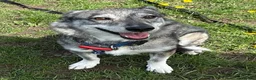 Mixed Breed dogs for adoption: Cody-looking for a home he can finally belong - Advert 4