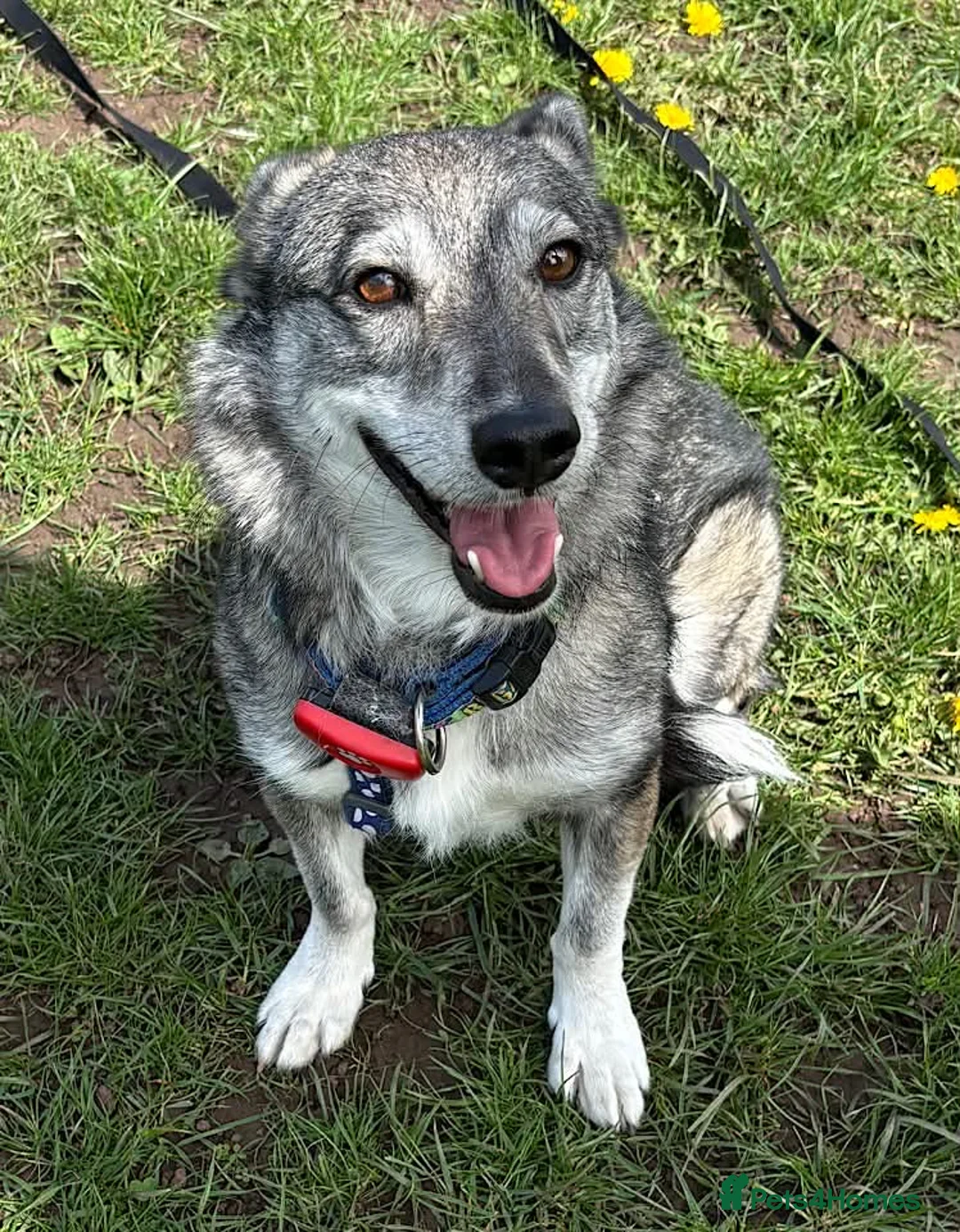 Mixed Breed dogs for adoption: Cody-looking for a home he can finally belong - Advert 4