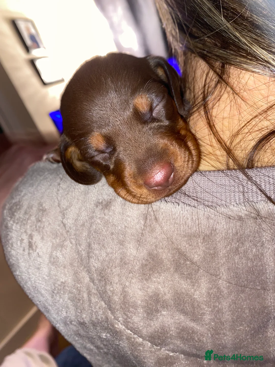 Dachshund dogs for sale: Dachshund  in Northallerton - Advert 2