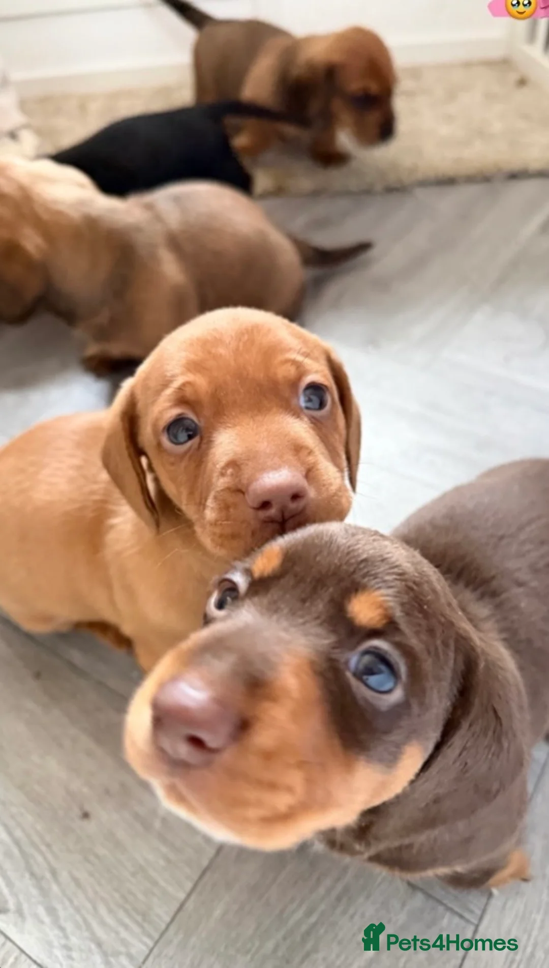 Miniature Dachshund dogs for sale: Last Blonde / red male available  - Advert 1