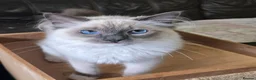 Ragdoll cats for sale: Female Blue Mitted Ragdoll Active registered - Advert 13