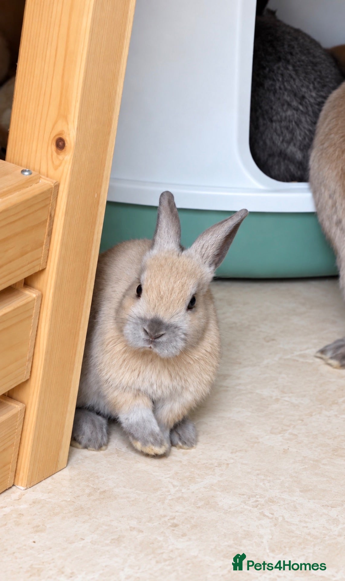 Dwarf Lop rabbits Baby rabbits  - Advert 1