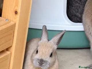Dwarf Lop rabbits Baby rabbits - Advert 6