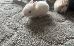 Mini Lion Lop rabbits for sale: Baby bunnies mini lion lops ready now  - Image 23