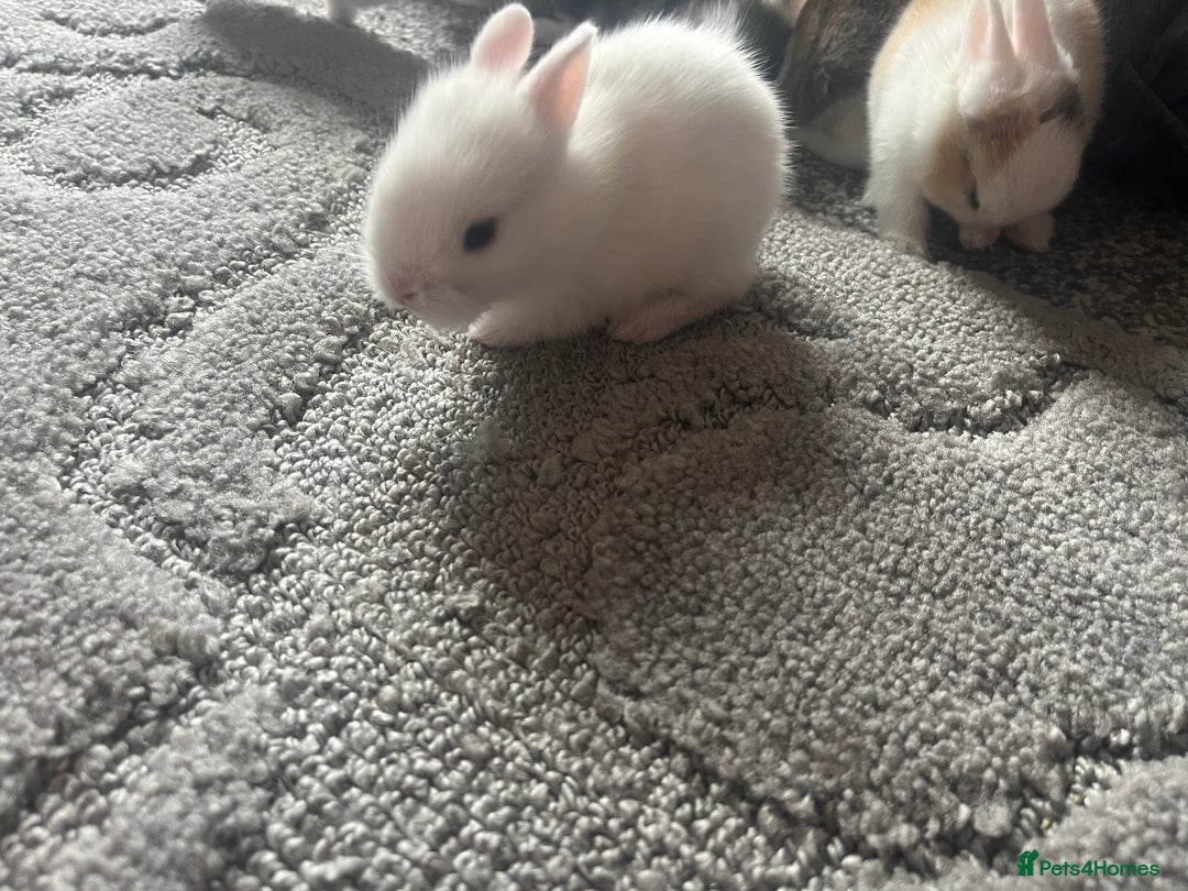Mini Lion Lop rabbits for sale: Baby bunnies mini lion lops ready now  - Image 23