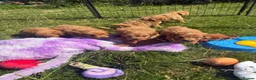 Cavapoo dogs for sale: Beautiful Red Toy Cavapoo Puppies - Advert 4