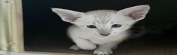 Siamese cats for sale: New kittens - Advert 6