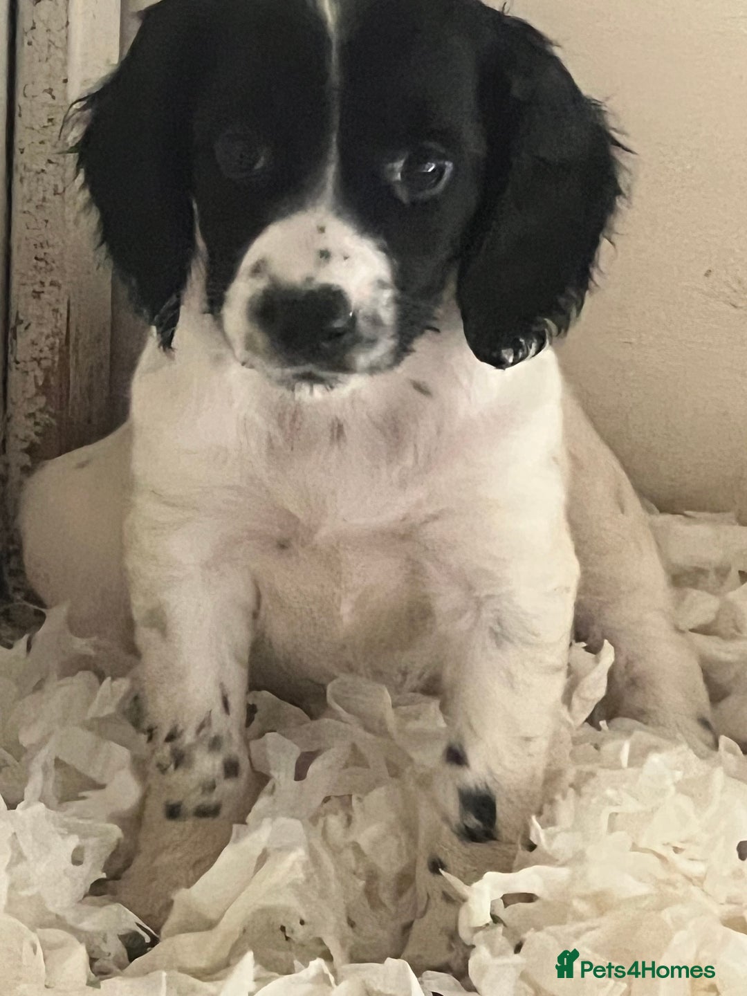Sprocker dogs for sale: Sprocker Puppies  - Image 1