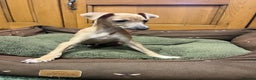 Italian Greyhound dogs for sale: Italian greyhound puppies  - Advert 7