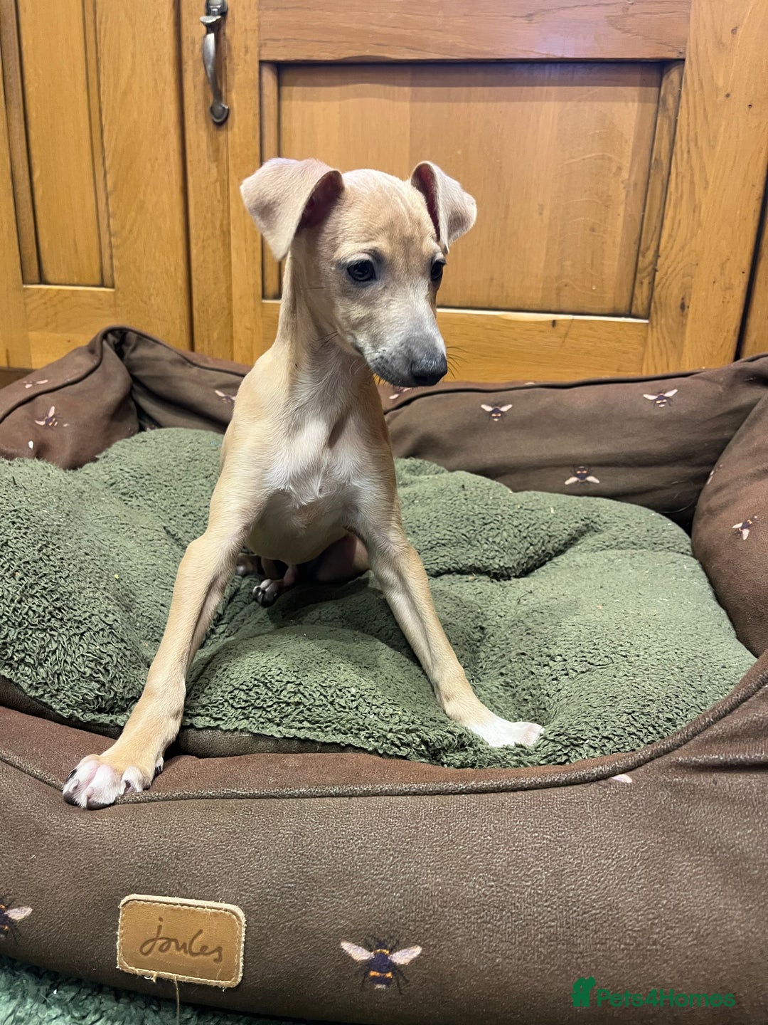 Italian Greyhound dogs for sale: Italian greyhound puppies  - Advert 7