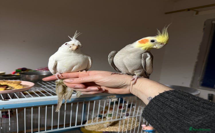 Cockatiels birds - Advert 1
