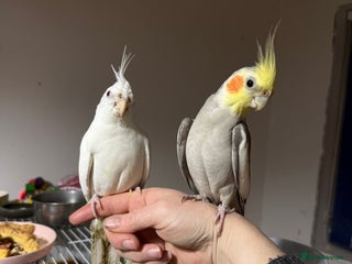 Cockatiels birds - Advert 24