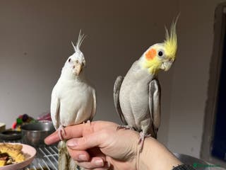 Cockatiels birds Cockatiels all tame and 1 tame conure - Advert 1