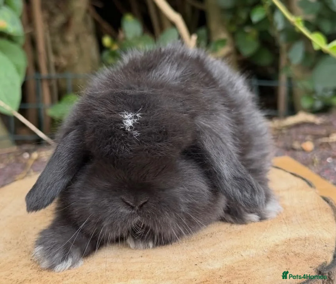 Mini Lop rabbits for sale: mother and daughter mini lop pair - Advert 1