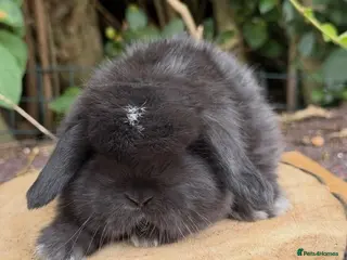 Mini Lop rabbits mother and daughter mini lop pair - Advert 1
