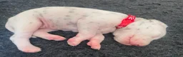 Dalmatian dogs for sale: Exceptional KC Liver Spotted Dalmatian Puppies in Worcester - Advert 14