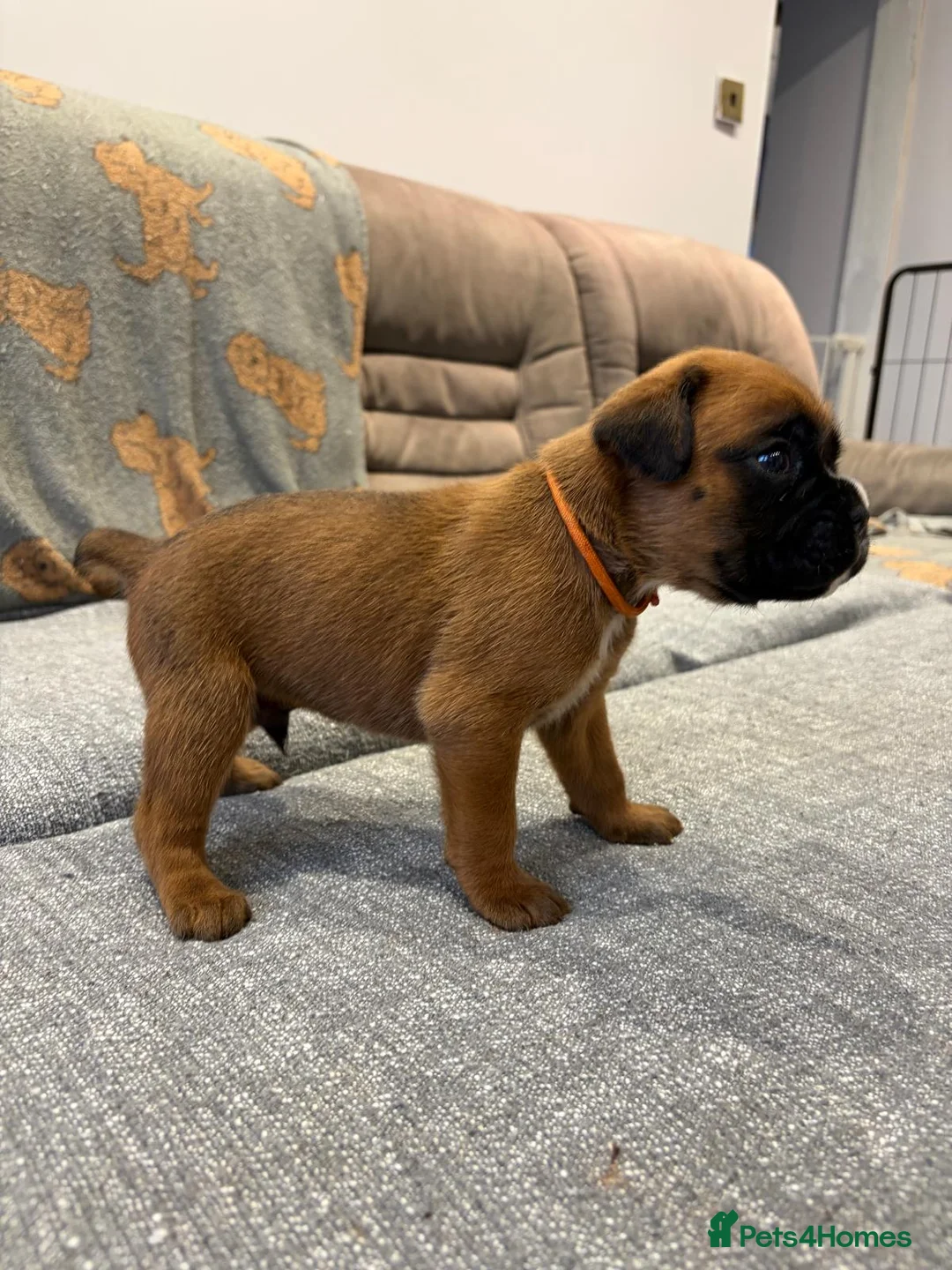 Boxer dogs for sale: Beautiful, KC registerd boxer puppies for sale - Advert 2