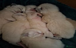 Ragdoll cats for sale: 6 beautiful PURE ragdolls - Image 19