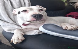 American Bulldog dogs for sale: American bull dog - Image 2