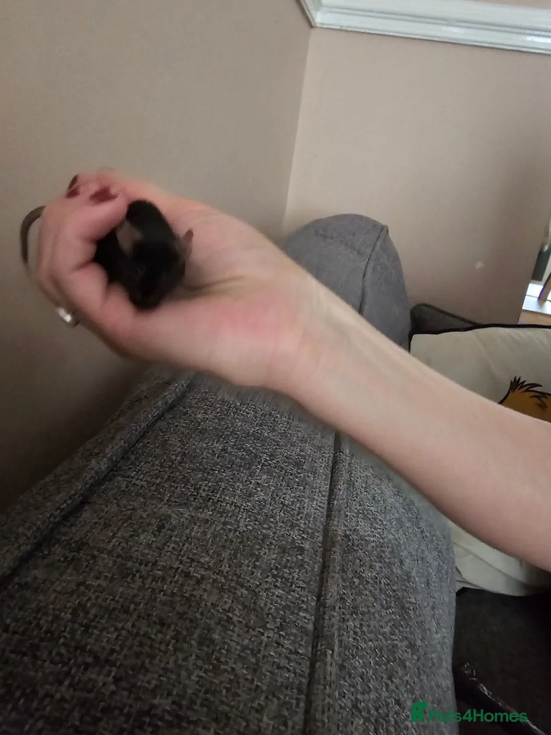 Mouse rodents for sale: 3 female mice in Liverpool - Advert 8