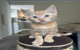 Mixed Breed cats for sale: Tortoiseshell and ginger kittens for sale  - Image 3