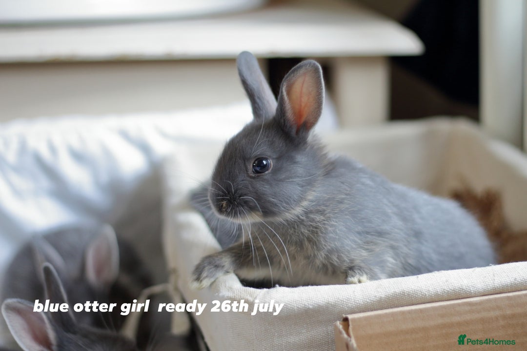Netherland Dwarf rabbits for sale: pure bred netherland dwarf new litter - Image 13
