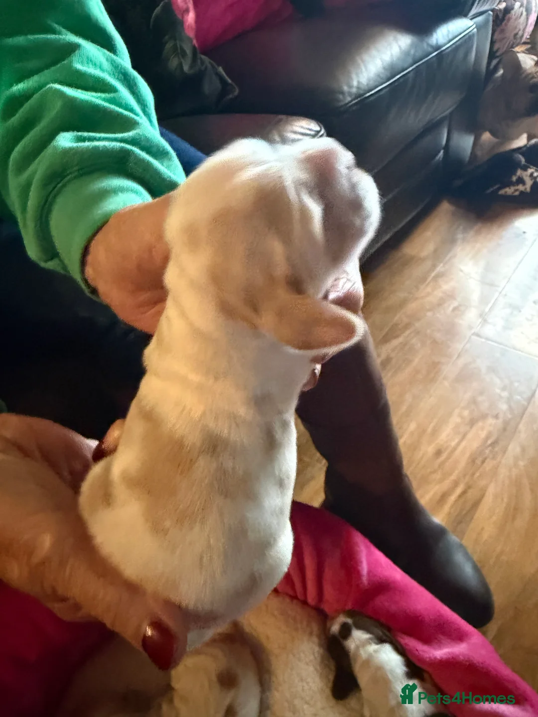 Cocker Spaniel dogs for sale: Show cocker spaniel pups - Advert 32