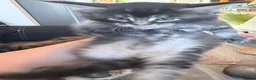 Maine Coon cats for sale: 3 perfect 100% Main coon baby kittens DNA PARENTS - Advert 13