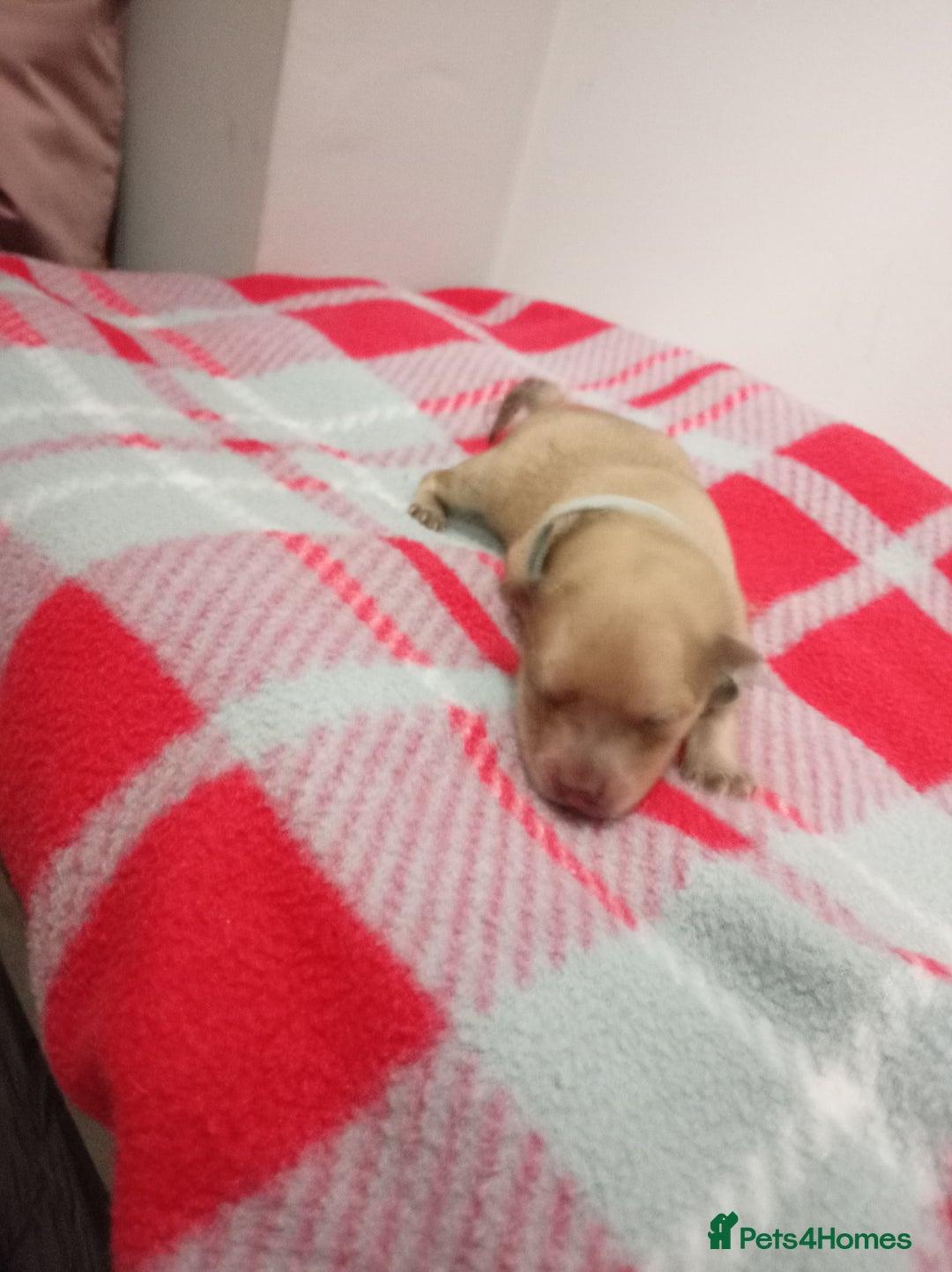 Mixed Breed dogs for sale: Pom-Heavy Pomeranian Puppies 6 Boys & 1 Girl - Advert 2